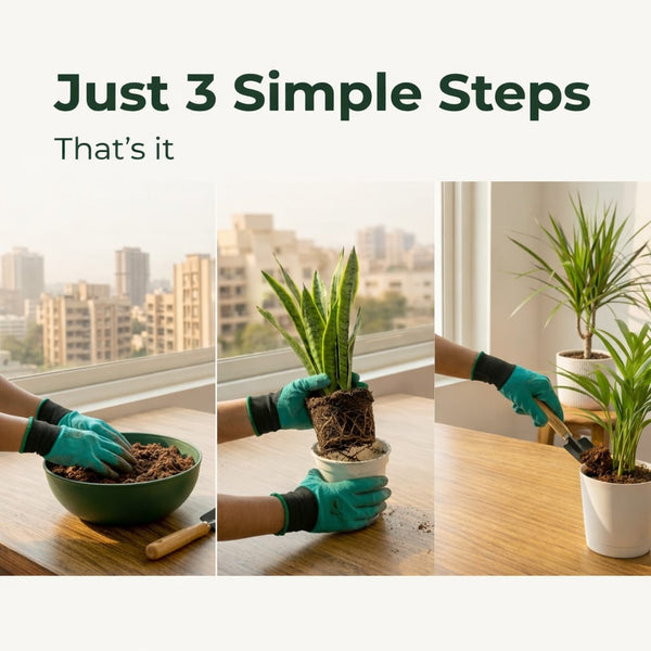 INDOOR PLANT CARE KIT
